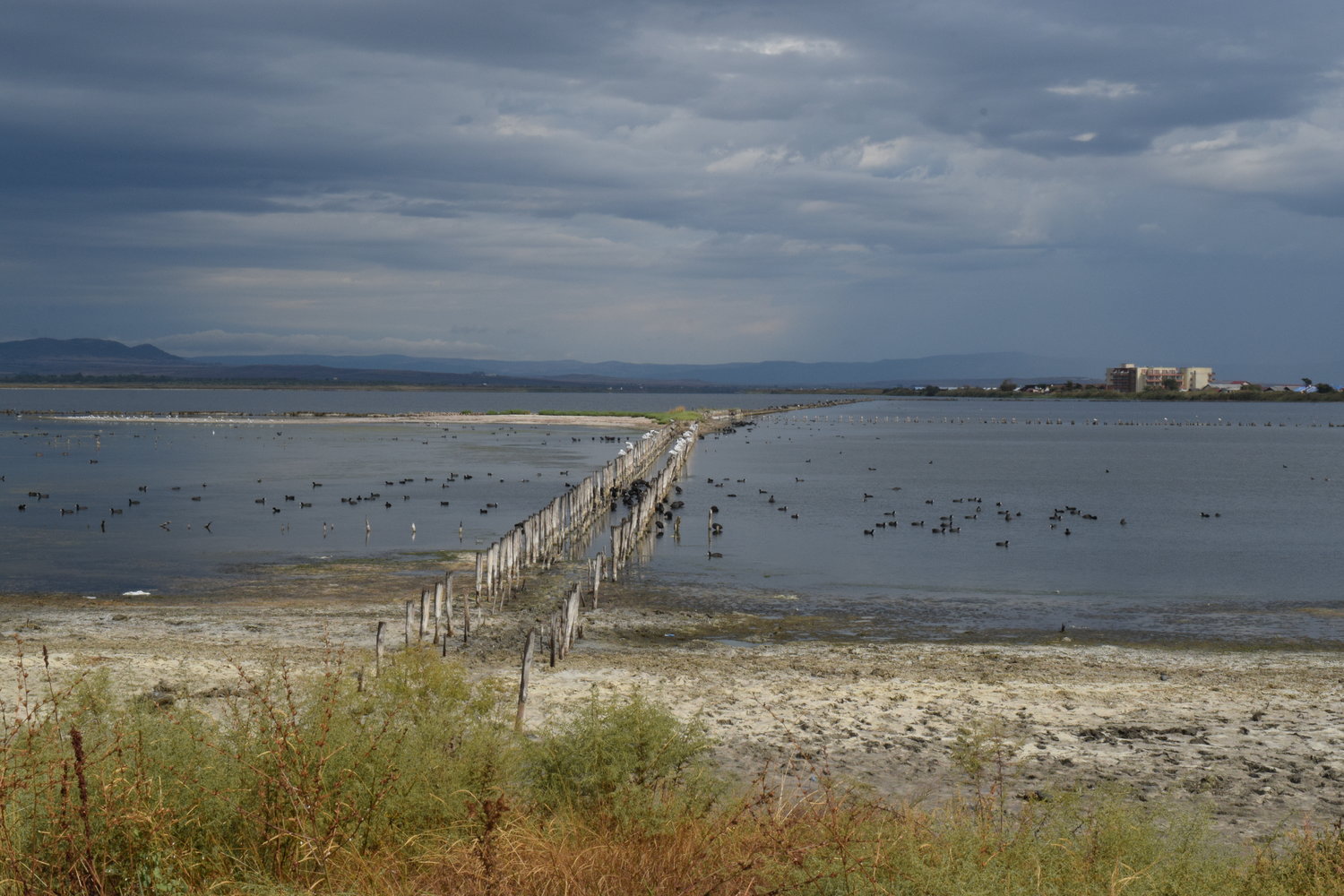 Spring Birding Tour (Bulgaria)